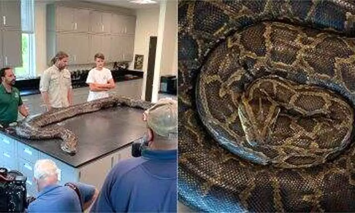 122 Eggs And Roughly 100 Kg Burmese Python Were Captured By Florida Researchers