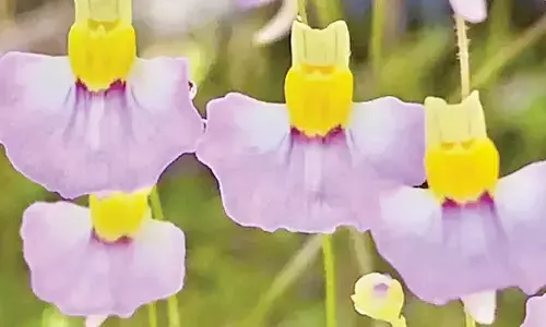 Rare carnivorous plant found for first time in Himalayan region
