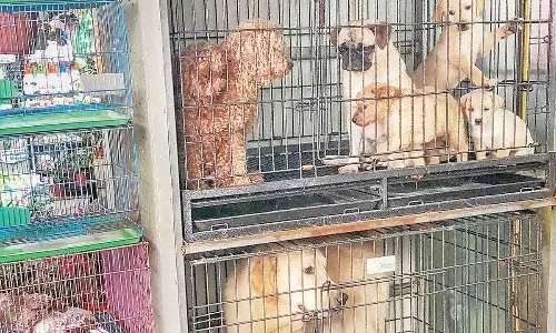 777 Charlie tips scales in favour of Labradors; owners abandon other breeds