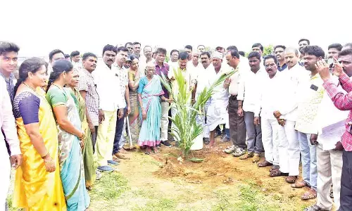 15,000 oil palm saplings planted in single day at Wanaparthy