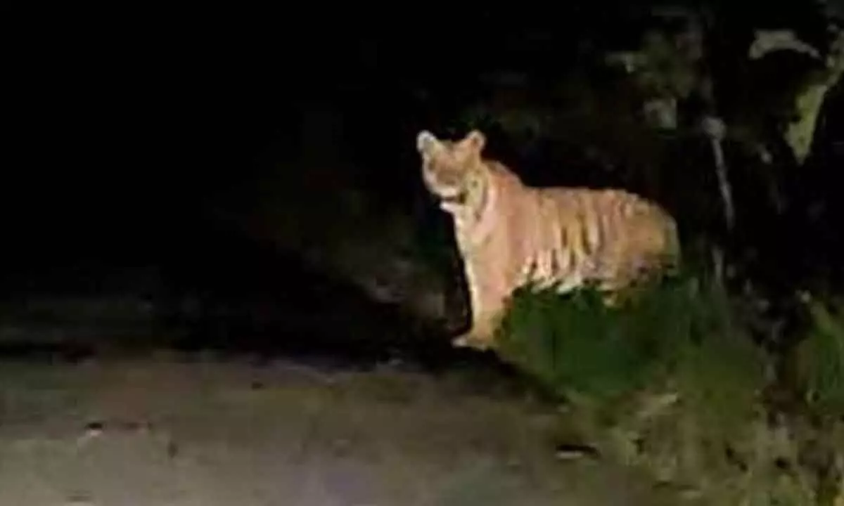 Tiger pugmarks trigger panic in Bhupalpally