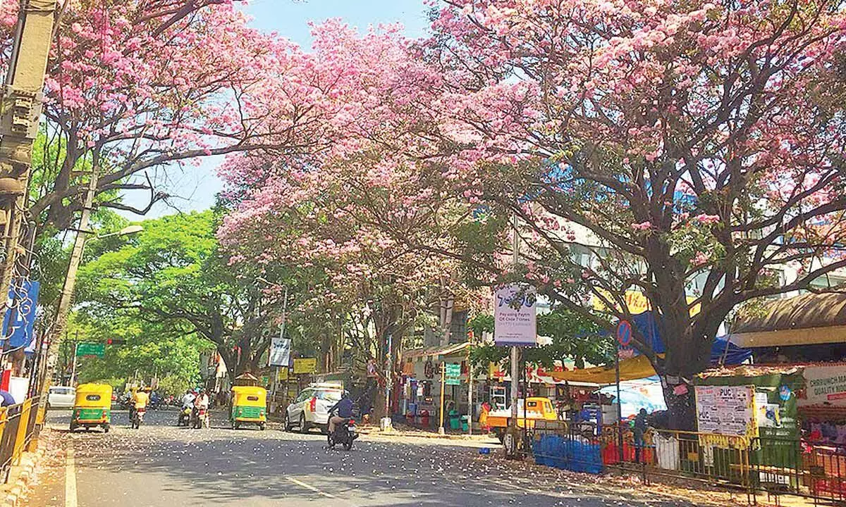 Bengaluru trees to be maintained by BBMP