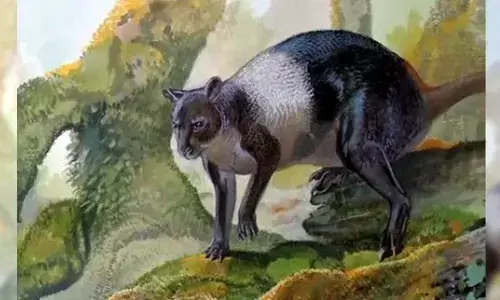 For representational purpose