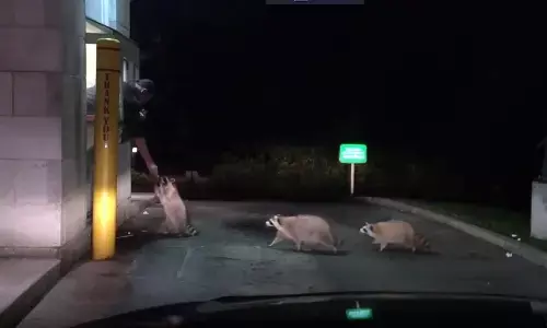 Watch The Trending Video Of A Family Of Racoons At A Restaurant