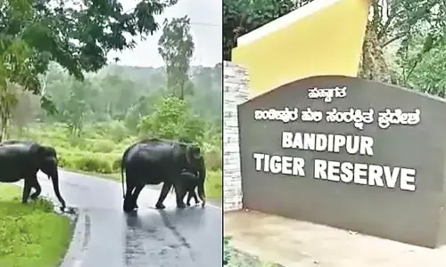 Greens red over MLA’s letter to PMseeking widening of road in Bandipura