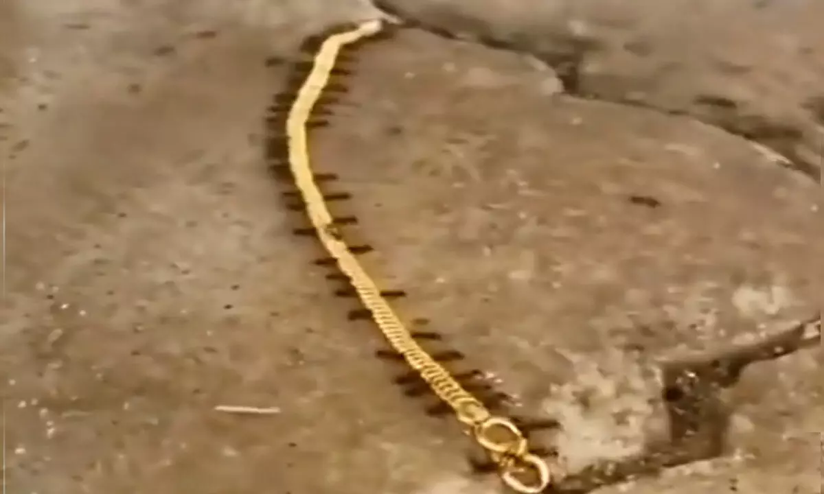 Watch The Trending Video Of  Ants Carrying Gold Chain