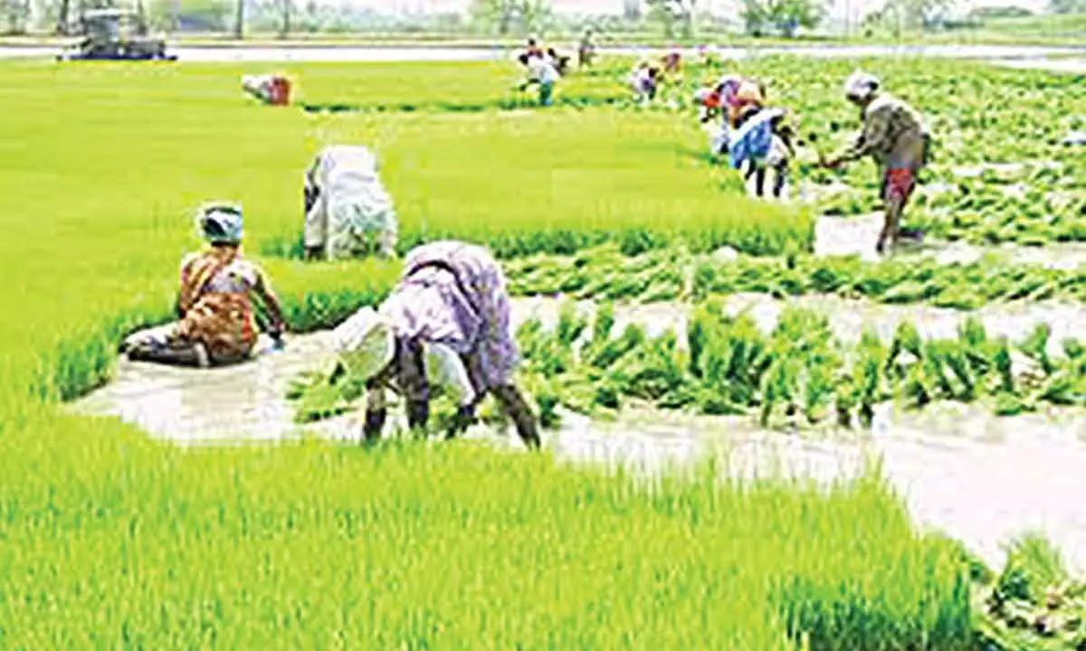 Kharif operations yet to start in Srikakulam