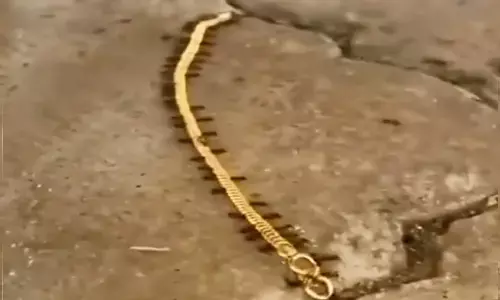 Watch The Trending Video Of  Ants Carrying Gold Chain