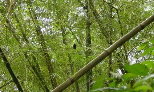 Bengaluru amongst the top three cities leading demand for bamboo dealers