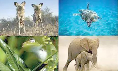 Overshooting 2°C even briefly very harmful