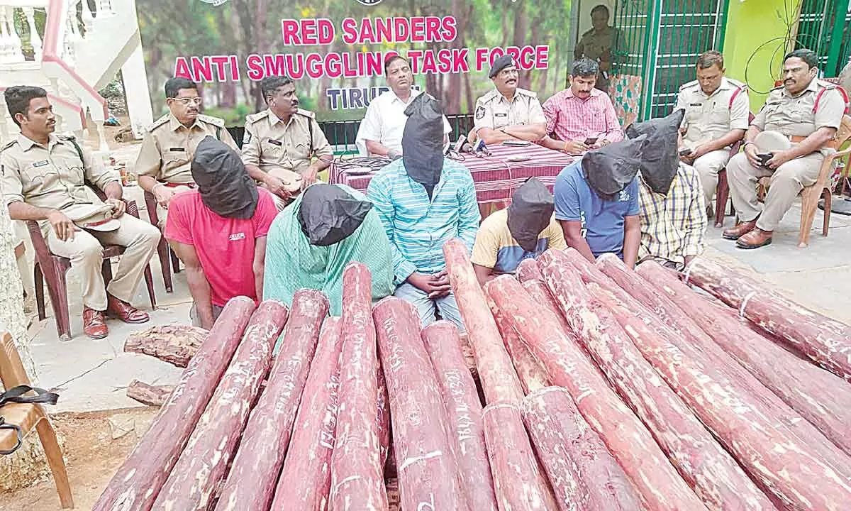 6 smugglers held; red sanders logs worth `1 crore seized