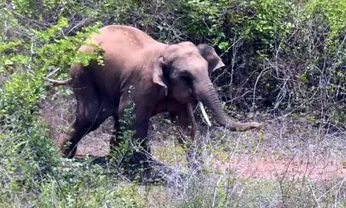 For representational purpose