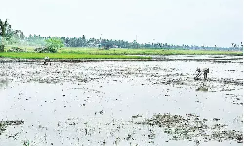 Lack of seeds, fertilizers, pesticides delays kharif ops