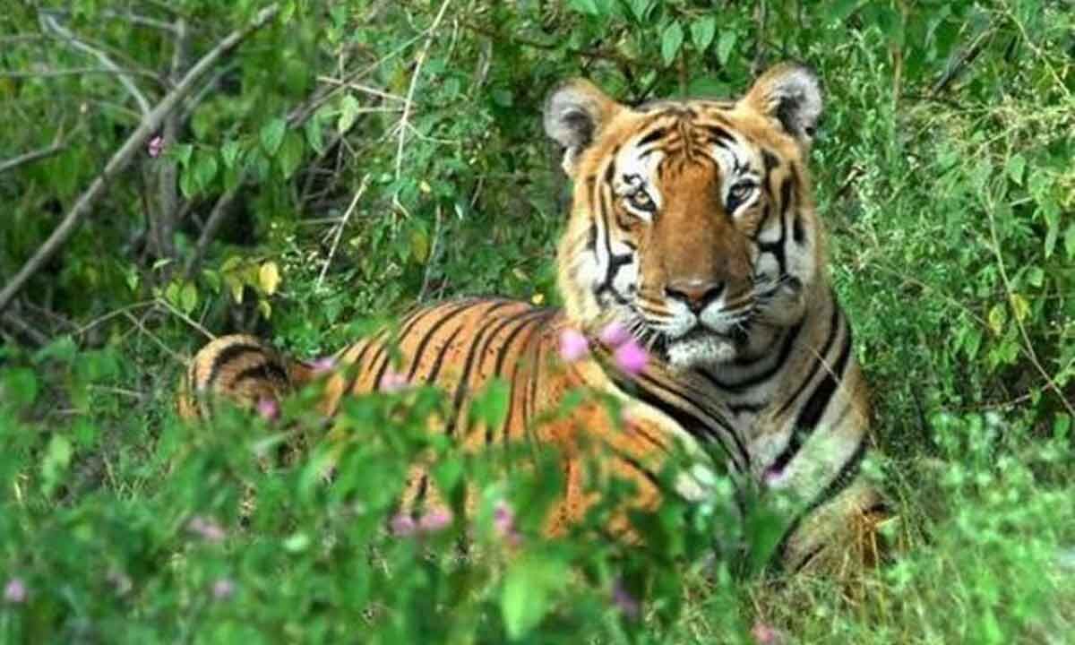 Tiger Attacked And Injured Tow Local In Mysuru