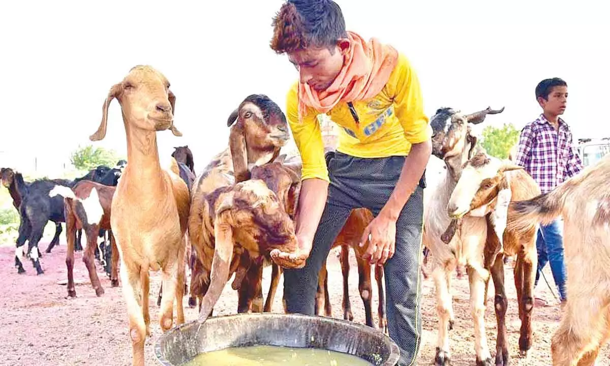 Hyderabad: Qurbani services for Bakrid animal sacrifice