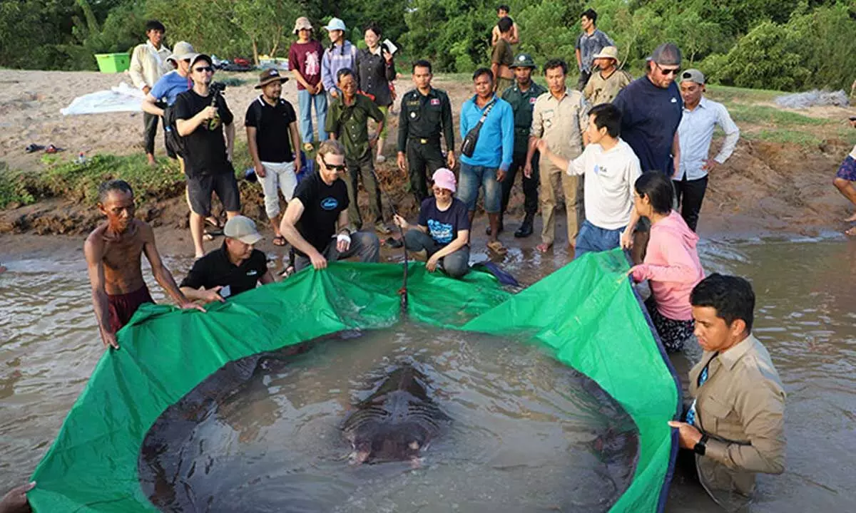 Ray Achieved A New Guinness World Record For Being The World’s Largest Freshwater Fish
