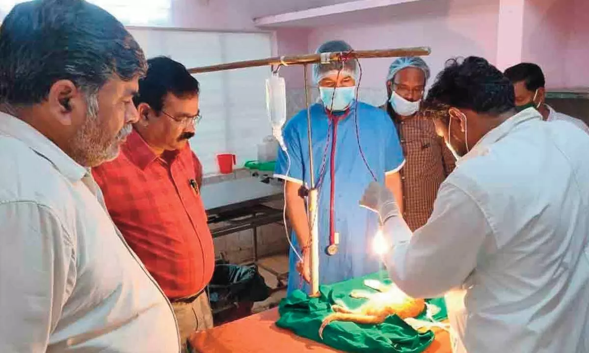 GHMC vets swing into action to save life of injured cat