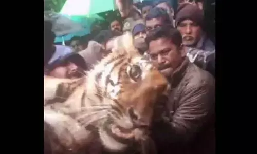Officials From Bandipur Tiger Reserve Nab The Tigress That Assaulted Two Humans