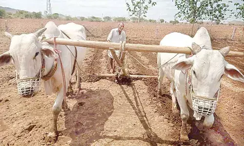 A farmer preparing land in anticipation of good rains at Peddaraveedu in Prakasam district
