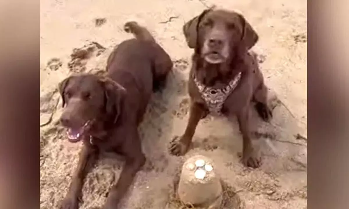 Watch The Trending Video Of Two Dogs Making Sand Castle On Beach