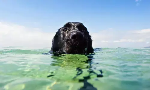 Dog Fell From Yacht During Storm And Got Reunited To Owners After Two Days