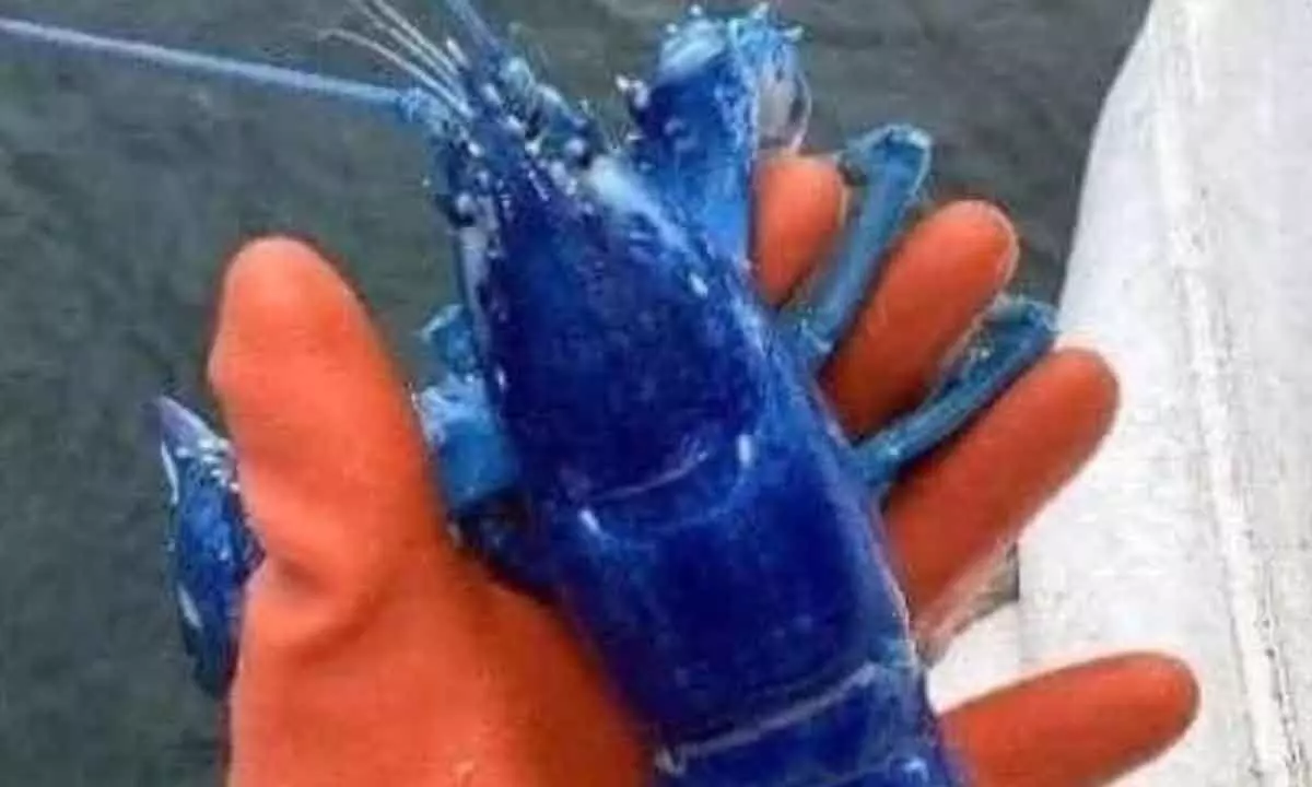 Fisherman In US  Catches Rare One In Two Million Blue Lobster