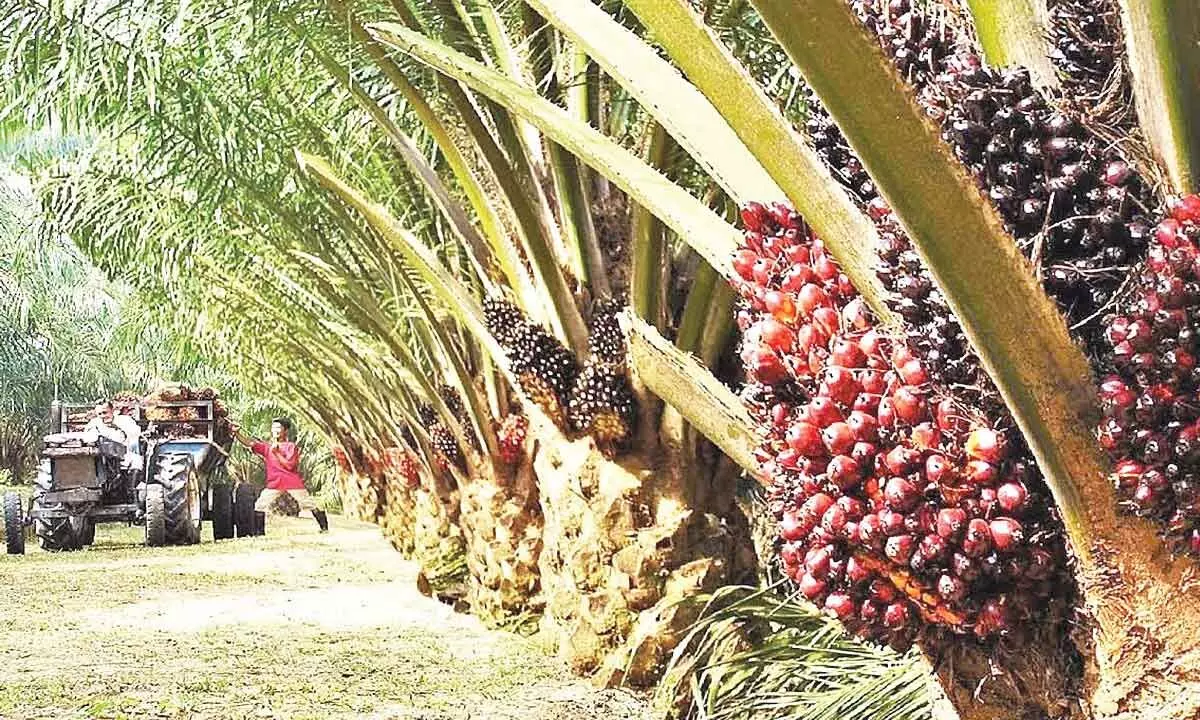 Mahbubnagar to take up oil palm plantation in a big way