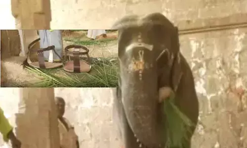 Elephant Of Tamil Nadu Temple Wear Leather Sandals Worth Rs 12,000
