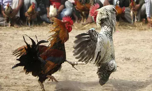 Police raid cock fight event in Patancheru, 2 held