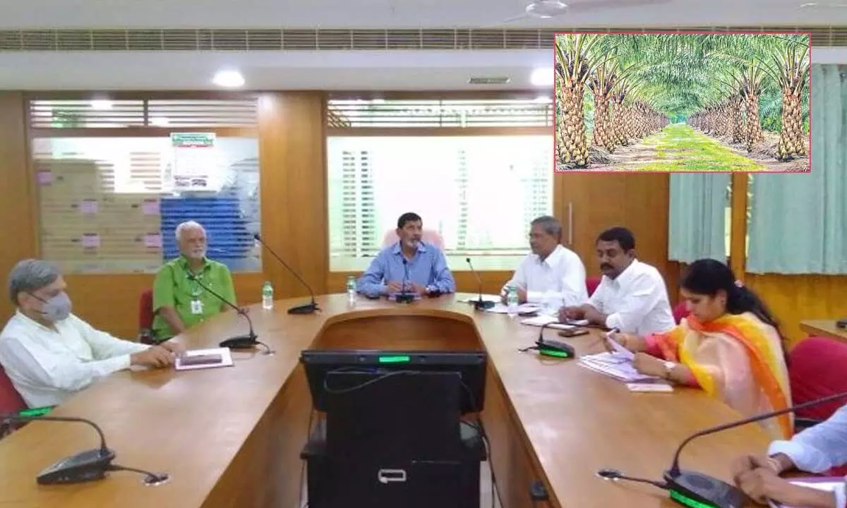 Karimnagar DCCB to help farmers take up oil palm cultivation