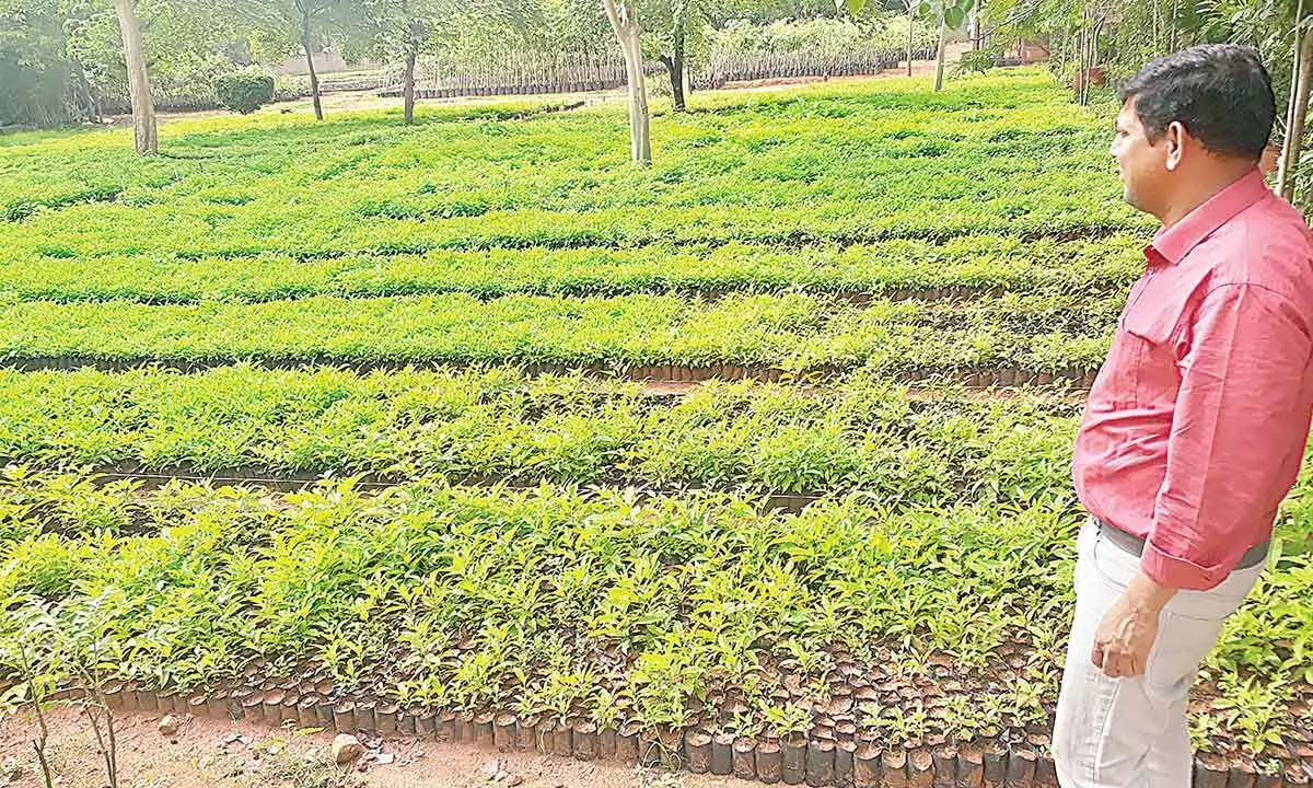 GHMC gears up to turn urban spaces as lush green vegetations