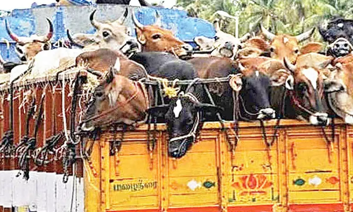 Hyderabad CPs caution creates confusion on illegal cattle transportation