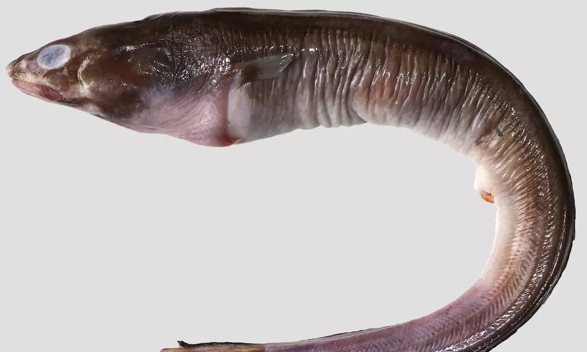 New Species Of Fish Discovered In Tamil Nadu Coast