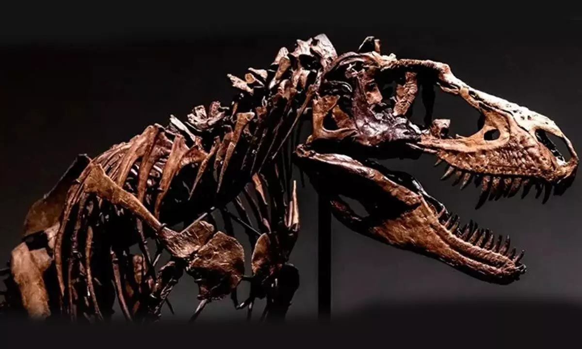 Gorgosaurus Fossil Could Bring $8 Million From Auction
