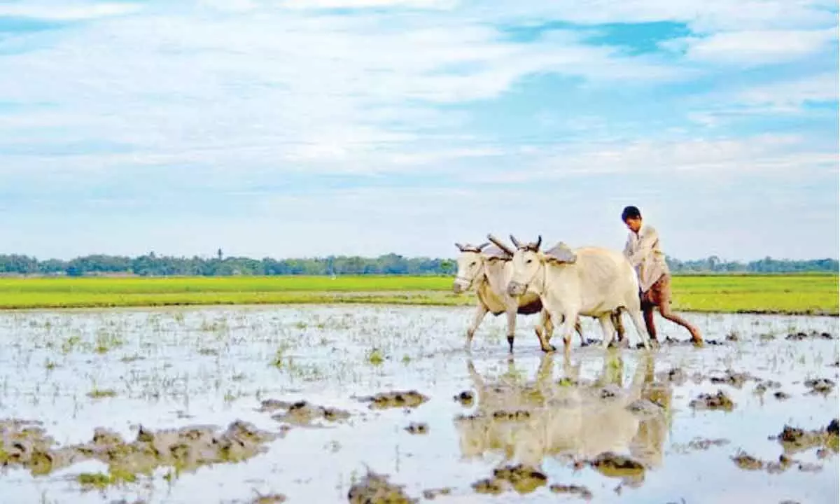 A Farmer preparing his paddy field due to bountiful rain in Mahabubangar