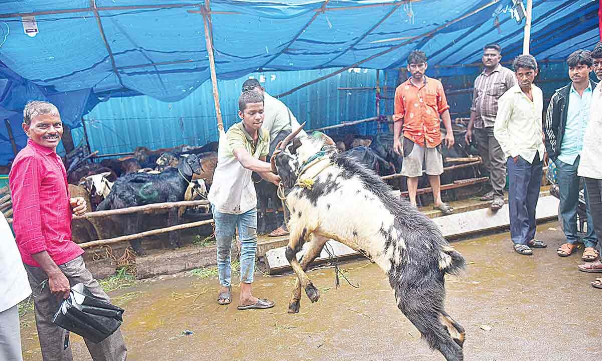 Hyderabad: Amid bad weather, traders of livestock maintain extra vigil