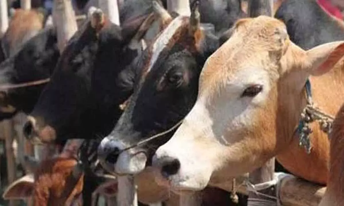 No cow slaughtering on Bakrid: Karnataka govt