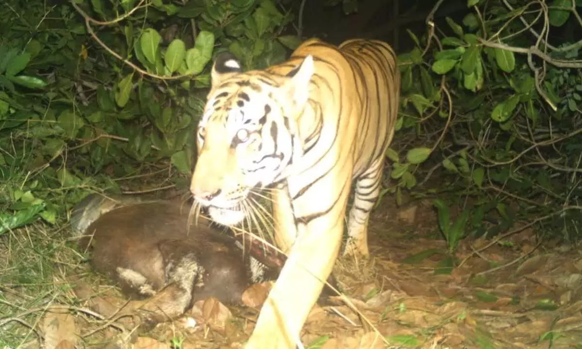 Tiger preying on a calf at Anakapalli region being captured in a camera trap