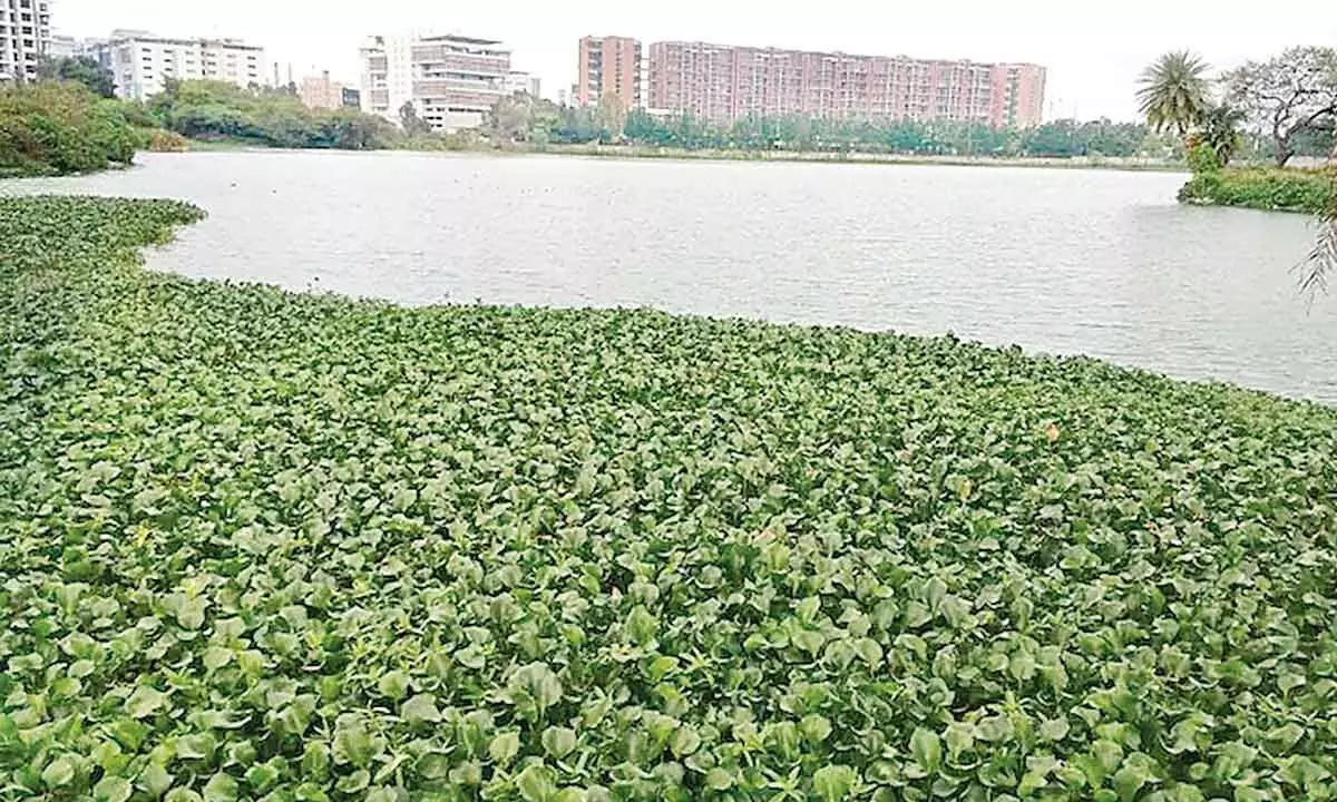 How to save Bengaluru lakes gasping for breath?