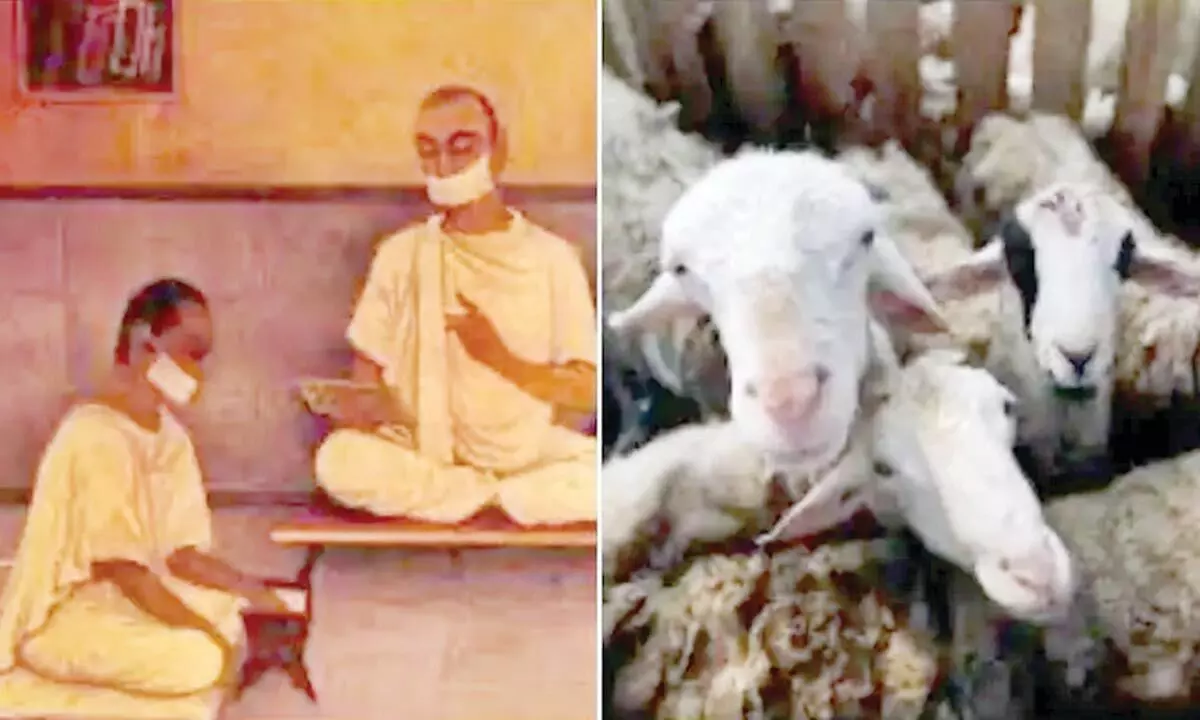Jains make amends for slaughtering of animals on Bakrid festivals
