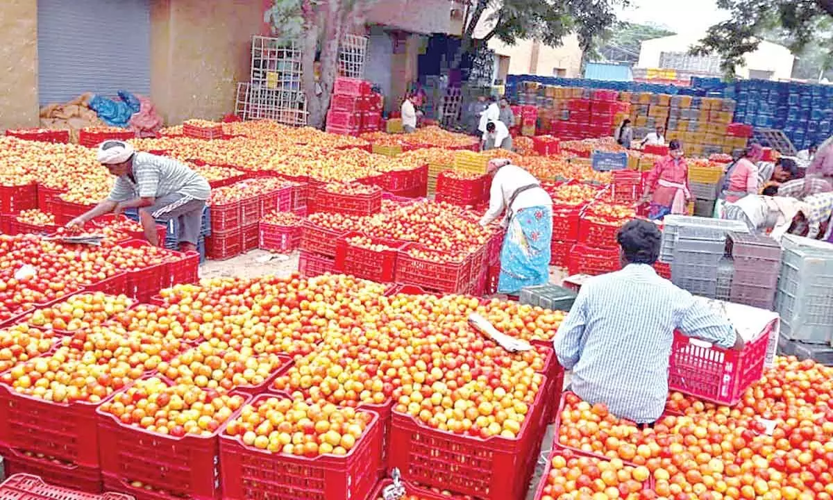 Tomato prices plummet 10 times in 2 months