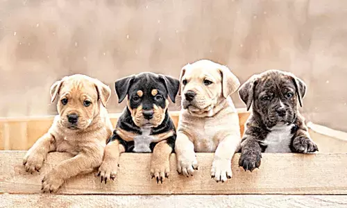 World Zoonoses Day: 2,500 pet animals vaccinated