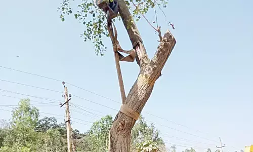 1,500 trees ranslocated to facilitate road widening work