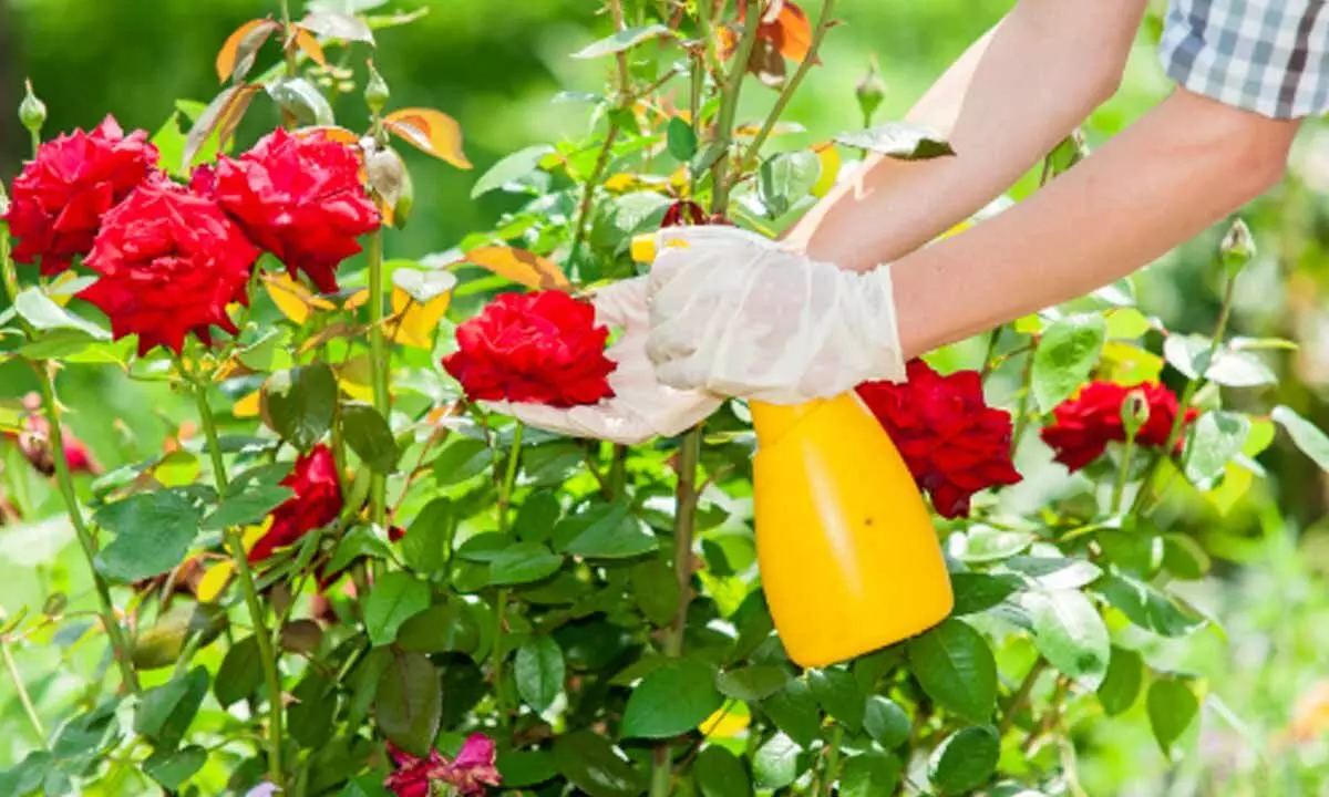 Spray the rose plant with neem oil solution, soap solution or insecticides. Spray it once every 14 days during the monsoon to take care of the pests on the plants
