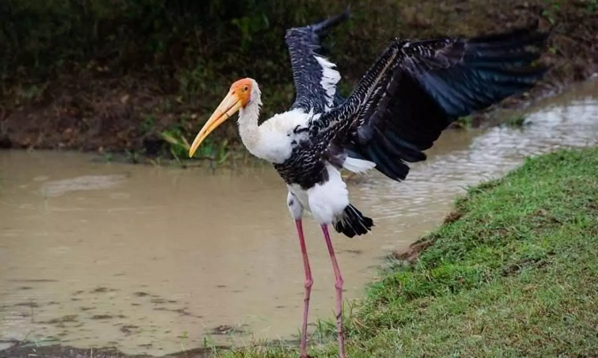 Ranganathittu bird sanctuary inundated