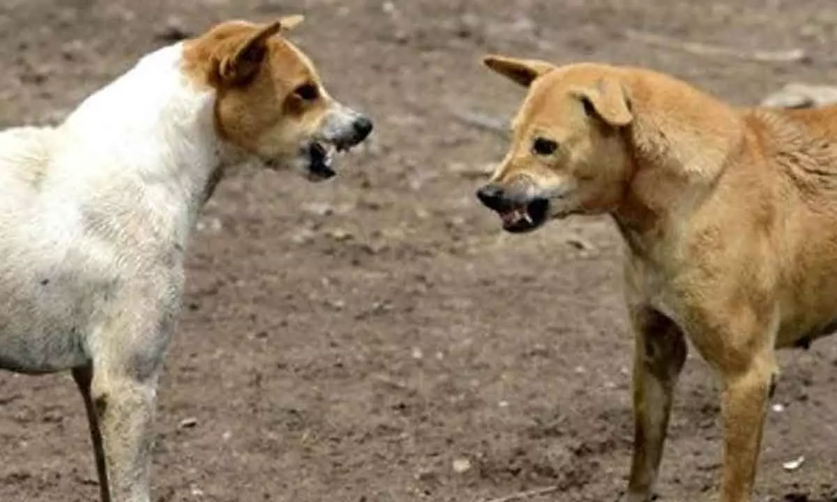 BBMP officials involved in the programme admitted that dog-catching is a big challenge.