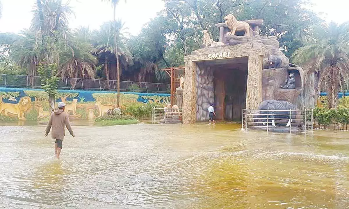 Hyderabad: Safari Park complex at zoo temporarily shut due to heavy inflow