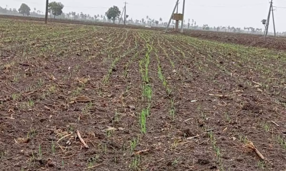 Paddy sowing picked up in Tenali division of Guntur district