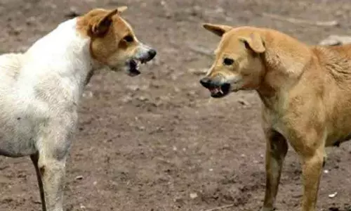 BBMP officials involved in the programme admitted that dog-catching is a big challenge.