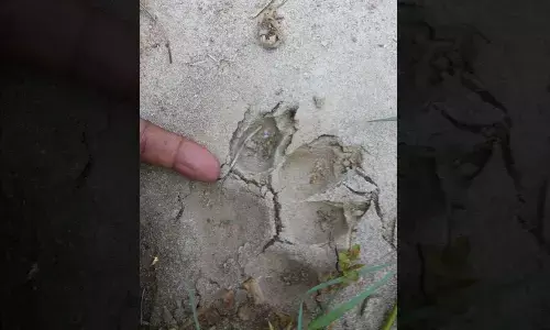 Rare Species Of Neelagiri Kaduva Discovered in South Indian Forests